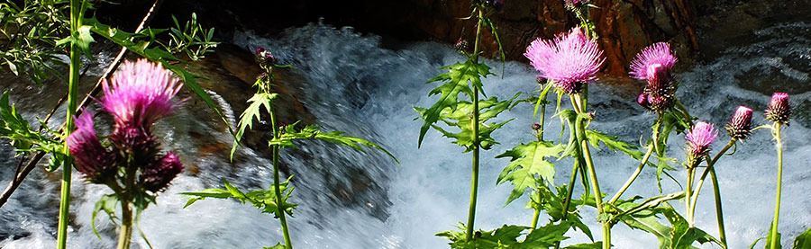 Fiori di bardana ai bordi del ruscello...